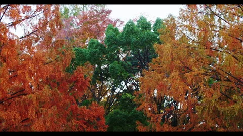 Autumn Flame Maple Tree amongst Green Trees in the Park Stock Footage 51929007