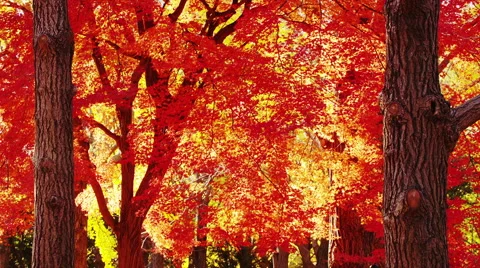Autumn Flame Maple Tree in the Park Video stock 50465227