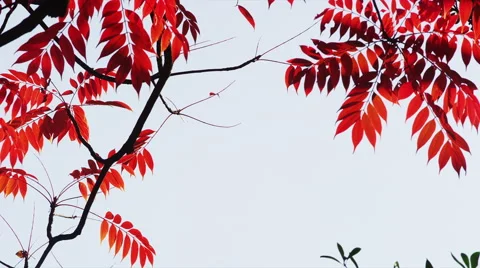 Autumn Flame Maple Tree  in the Park Stock Footage 51927685