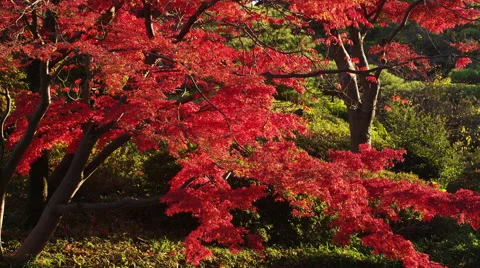 Autumn Flame Maple Tree with a Pond in the Park Stock Footage 51927703