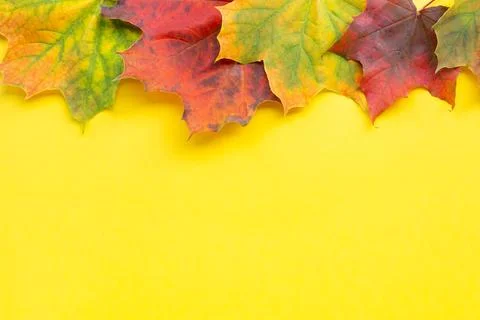 Autumn flat lay with colorful maple leaves on yellow background Stock Photos