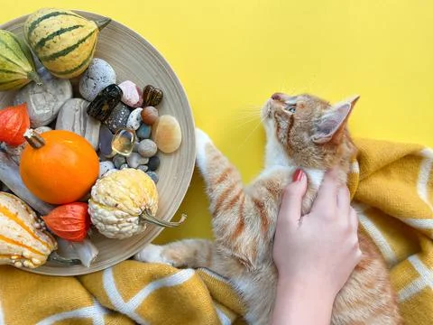 Autumn flat lay composition with decorative pumpkins and red cat Stock Photos