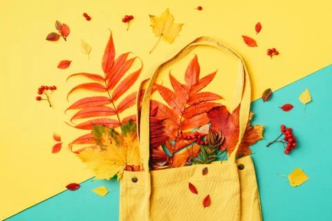 Autumn flat lay composition. Dry maple autumn leaves in blue shopping bag on Stock Photos