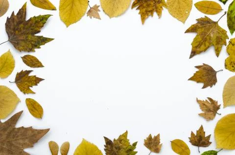 Autumn flat lay composition frame made of dry colorful leaves isolated on white Stock Photos