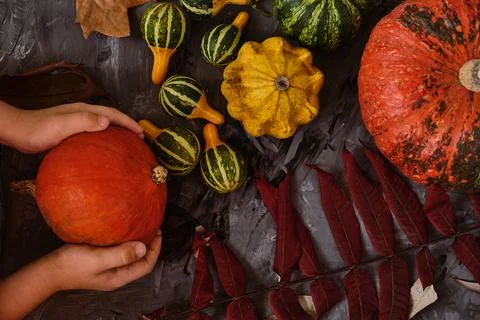 Autumn flat lay gray background. Stock Photos