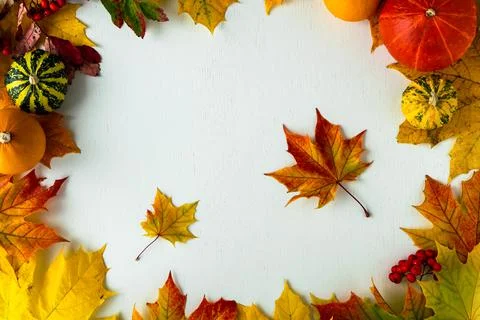 Autumn flat lay. Layout on a white background from autumn colored maple leave Stock Photos