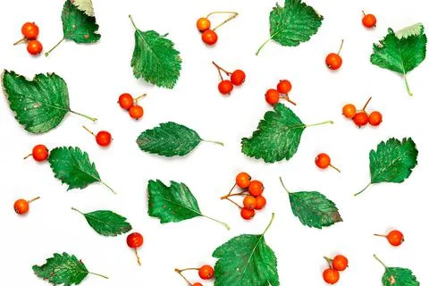 Autumn flat lay. Nature pattern: dry leaves, green leafs, orange fruits Rowans Stock Illustration