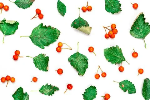 Autumn flat lay. Nature pattern: dry leaves, green leafs, orange fruits Rowans Stock Photos
