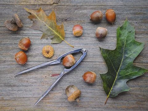 Autumn flatlay of acorns and nutcracker. Stock Photos