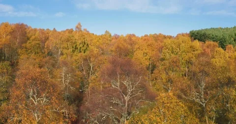 Autumn flight Stock Footage 94916233