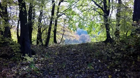 Autumn flight in the oak forest. Exiting the forest. Stock Footage 82278203