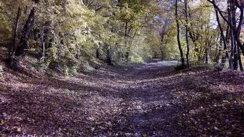 Autumn flight in the oak forest Stock Footage 82275907