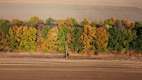 Autumn flight over a deciduous forest Stock Footage 97530471