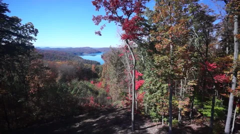 Autumn flight over trees and lake Stock Footage 57368096