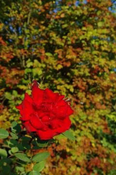 Autumn flora Stock Photos