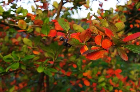 Autumn flora Stock Photos