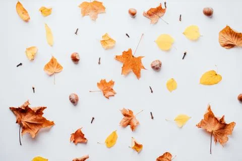 Autumn floral pattern abstract background Stock Photos