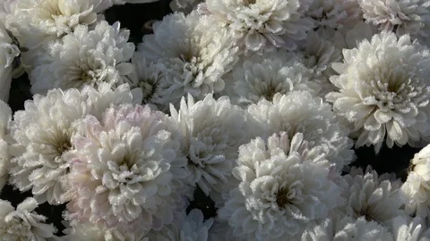 Autumn floweers on the garden. Stock Footage 98450341