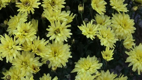 Autumn floweers on the garden Stock Footage 98450363