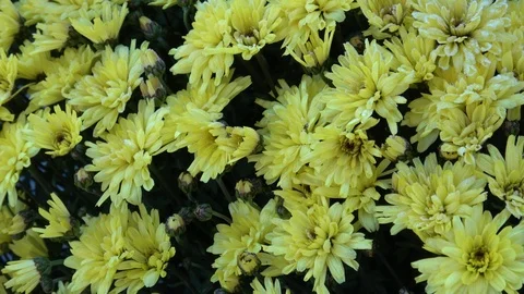 Autumn floweers on the garden 스톡 동영상 98450370