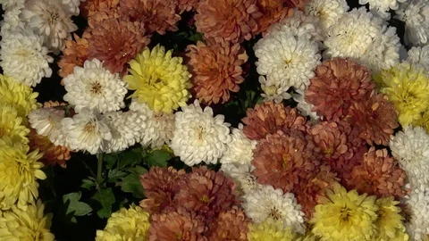 Autumn floweers on the garden Stock Footage 98450460