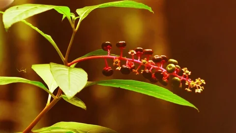 Autumn flower close up Stock Footage 99078219
