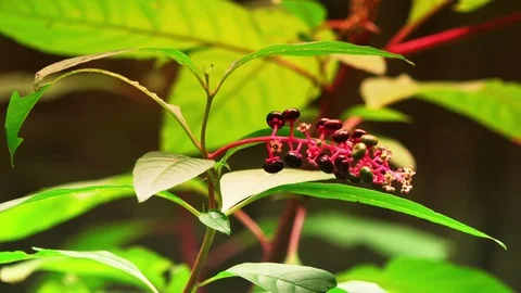 Autumn flower close up Stock Footage 99120579