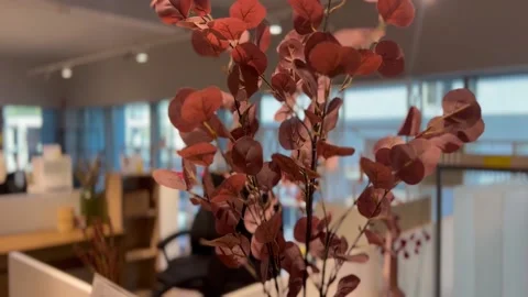 Autumn Flower In The Office Stock Footage 208663553