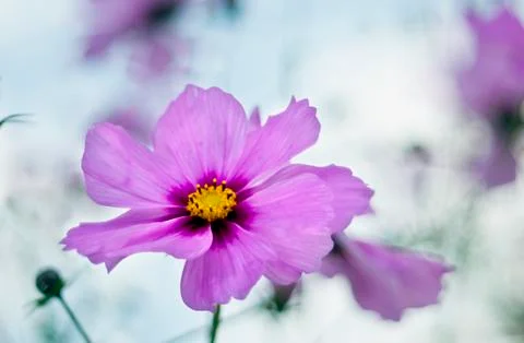 Autumn flower Stock Photos