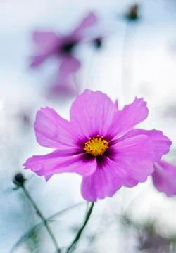 Autumn flower Stock Photos
