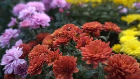 Autumn Flowers 1 Stock Footage 97730801