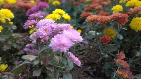 Autumn Flowers 2 Stock Footage 97730947