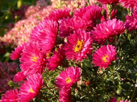 Autumn flowers in the bright sunshine Stock Photos