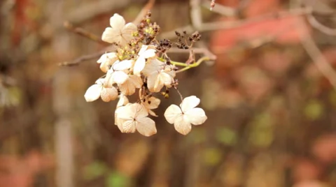 Autumn flowers Stock Footage 32008541
