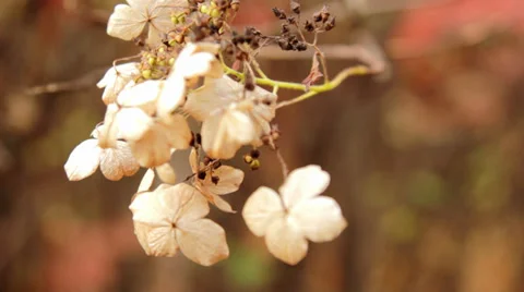 Autumn flowers Stock Footage 32009016