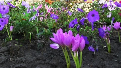 Autumn flowers.  Видео 57333404
