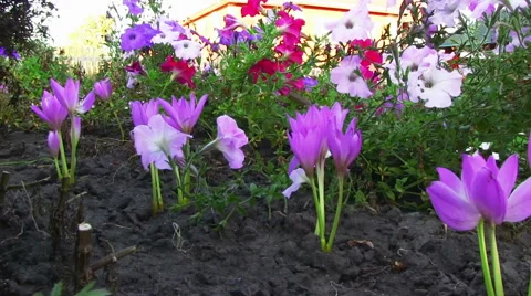 Autumn Flowers Видео 58911473