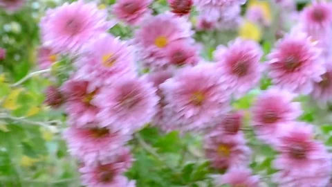 Autumn flowers Stock Footage 81806097