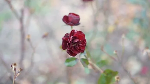 Autumn flowers Stock Footage 98286247