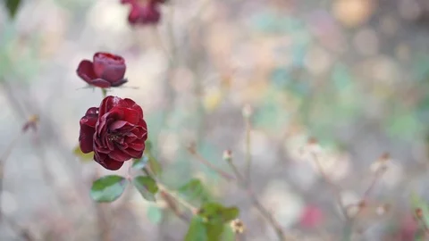 Autumn flowers Vídeo Stock 98286257