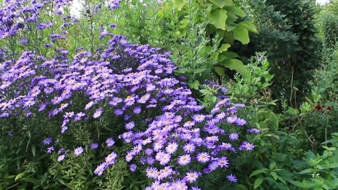 Autumn flowers Stock Footage 249876319