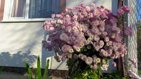 Autumn flowers in front of the window Stock Footage 142716696