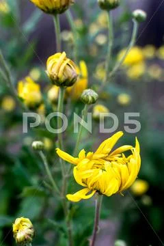 Autumn flowers Stock Photos