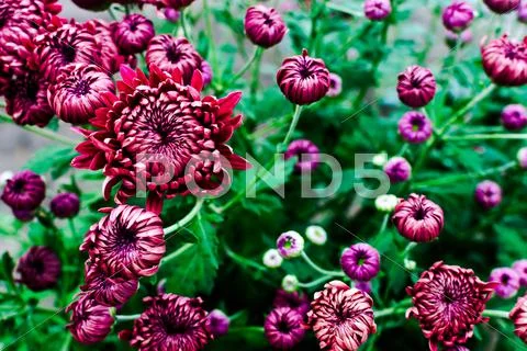 Autumn flowers Stock Photos