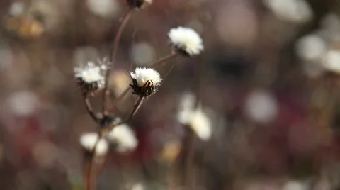 Autumn flowers in the wind Stock Footage 43802947