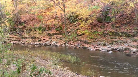Autumn Flowing Stream Stock Footage 43230416