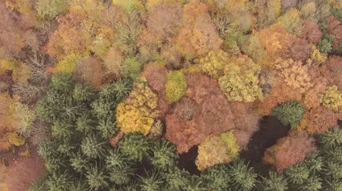 Autumn Fly 库存影片 43916765