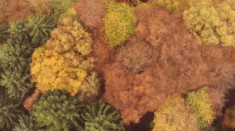 Autumn Fly 库存影片 43916781
