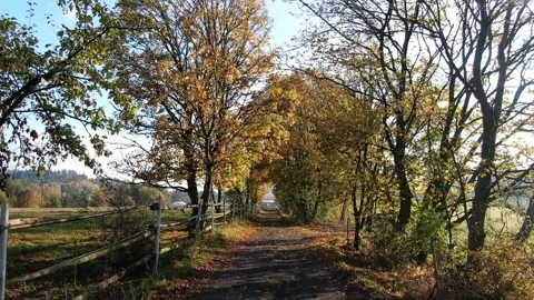 Autumn fly under Trees Stock Footage 145159659