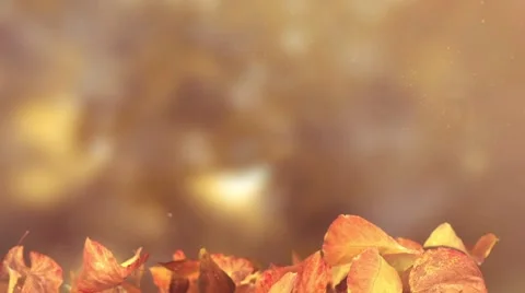 Autumn Flying Leafs #10 Stock Footage 46148665